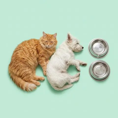 Cat & Dog Sitting